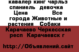  кавалер кинг чарльз спаниель -девочка › Цена ­ 45 000 - Все города Животные и растения » Собаки   . Карачаево-Черкесская респ.,Карачаевск г.